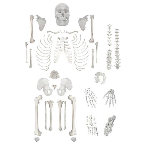 Eisco Skelton, Human, Disarticulated AMCHA100AS